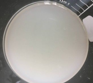 Polyacrylamide e C13-14 Isoparaffina e Laureth-7 Emulsionatori a freddo per crema